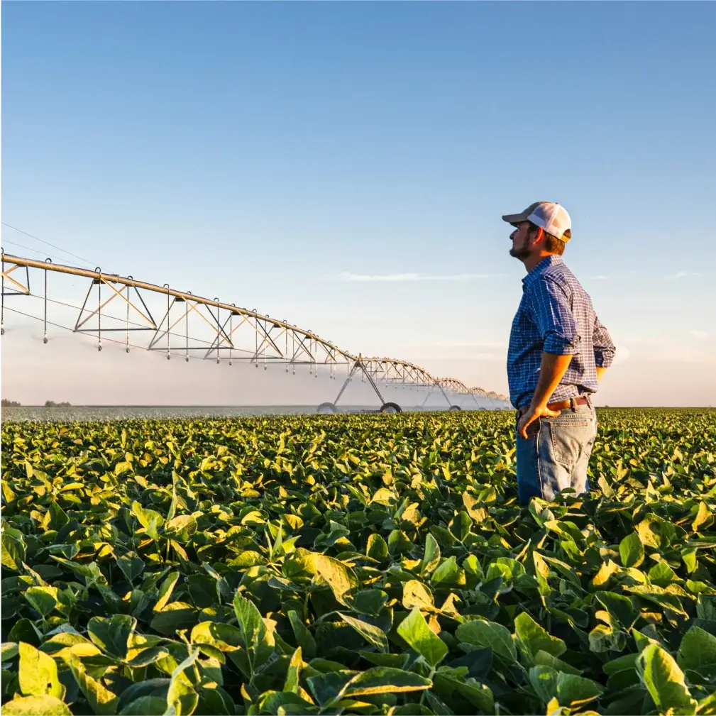 A person in the middle of a crop field